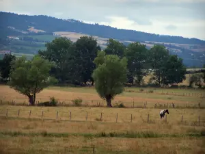 Paysages de la Loire - Pâturages plantés d'arbres avec vue sur les monts du Forez