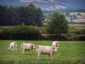 Paysages de la Loire - Vaches Charolaises dans un pâturage ; champs, arbres et maisons en arrière-plan