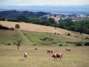 Paysages de la Loire - Vaches dans un pâturage, champs, arbres, village et collines