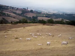 Paysages de la Loire - Troupeau de vaches Charolaises dans un pâturage, village en arrière-plan