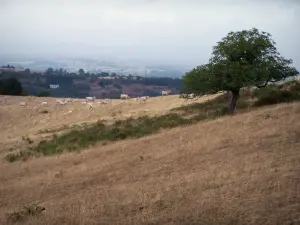 Paysages de la Loire - Troupeau de vaches et arbre dans un pâturage