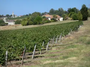 Paysages du Lot-et-Garonne - Champ de vignes, maisons, clocher et arbres