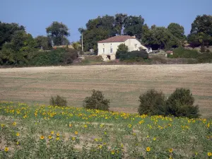 Paysages du Lot-et-Garonne - Tournesols en fleurs, champ, maison et arbres