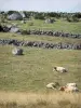 Paysages de la Lozère - Aubrac Lozérien : vaches Aubrac dans un pâturage bordé de murets de pierres sèches
