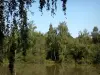 Paysages de la Marne - Étang, arbres et arbustes au bord de l'eau