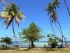 Paysages de la Martinique - Plage de la pointe Faula agrémentée d'arbres et de cocotiers, avec vue sur le lagon et ses fonds blancs ; sur la commune du Vauclin