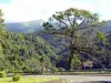 Paysages de la Martinique - Route en pente bordée d'arbres menant à Grand'Rivière