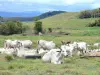 Paysages de la Martinique - Troupeau de vaches dans un champ, sur la commune des Trois-Îlets