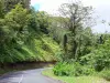 Paysages de la Martinique - Parc Naturel Régional de la Martinique : route de la Trace traversant la forêt tropicale