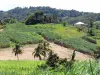 Paysages de la Martinique - Cocotiers et champs de canne à sucre