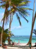 Paysages de la Martinique - Détente sous les cocotiers de la plage de l'anse Michel, avec vue sur les eaux turquoises de l'océan Atlantique ; sur la commune de Sainte-Anne, au Cap Chevalier