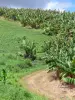 Paysages de la Martinique - Chemin longeant un champ de bananiers