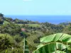 Paysages de la Martinique - Petite colline dominant la mer des Caraïbes