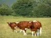 Paysages de la Mayenne - Vaches dans un pré