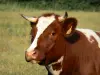 Paysages de la Mayenne - Portrait d'une vache