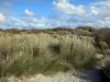 Paysages du Nord - Côte d'Opale : dune plantée d'oyats, nuages dans le ciel bleu