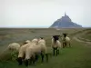 Paysages de Normandie - Moutons de prés salés et Mont-Saint-Michel