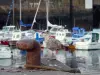 Paysages de Normandie - Mouette dans le port de Cherbourg-Octeville, dans la presqu'île du Cotentin