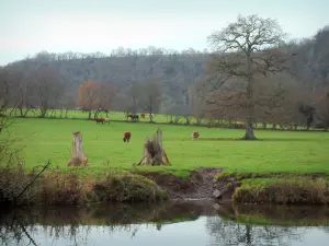 Paysages de Normandie intérieure - Rivière (l'Orne), prairies verdoyantes (vertes) avec des vaches, et arbres, en Suisse normande