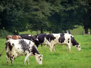 Paysages de l'Orne - Parc Naturel Régional Normandie-Maine : vaches normandes dans un pré