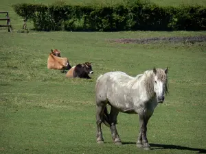 Paysages de l'Orne - Cheval et vaches dans un pré