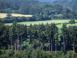Paysages de l'Orne - Arbres, champs et forêt