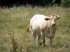 Paysages de l'Orne - Vache dans un pré