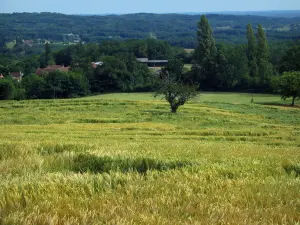 Paysages du Périgord - Champ de blé, arbres, maisons et forêt