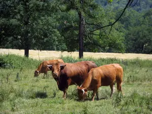 Paysages du Périgord - Vaches dans un pâturage, champ et arbres