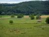 Paysages du Périgord - Vaches dans un pâturage, champ avec des bottes de paille, cabane et colline couverte d'arbres, dans la vallée de la Vézère