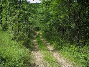 Paysages du Périgord - Chemin bordé d'arbres