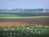 Paysages de Picardie - Moutons dans un pré, champs et alignement d'arbres