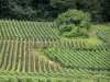 Paysages de Picardie - Champ de vignes du vignoble de Champagne (vignoble champenois)