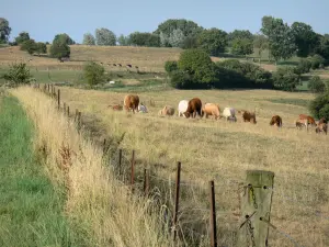 Paysages de Picardie - Bocage de Thiérache : troupeau de vaches dans un pré