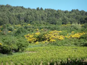 Paysages de Provence - Vignes, végétation et arbres