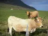 Paysages du Puy-de-Dôme - Parc Naturel Régional des Volcans d'Auvergne : vaches Aubrac dans un pâturage