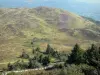 Paysages du Puy-de-Dôme - Parc Naturel Régional des Volcans d'Auvergne : chaîne des Puys (monts Dôme) et parcours aménagé bordé d'arbres menant au sommet du puy de Dôme