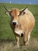 Paysages du Puy-de-Dôme - Parc Naturel Régional des Volcans d'Auvergne : vache Aubrac dans un pré