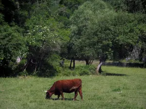 Paysages du Quercy - Vache dans un pâturage et arbres