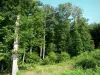 Paysages de la Sarthe - Parc Naturel Régional Normandie-Maine : arbres de la forêt de Perseigne
