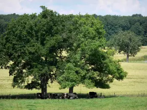 Paysages de la Sarthe - Troupeau de vaches dans un pré se reposant à l'ombre de deux arbres