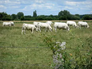 Paysages de la Sarthe - Troupeau de vaches dans un pré clôturé