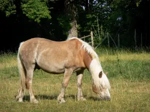 Paysages de la Sarthe - Cheval dans un pré