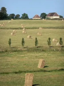 Paysages de la Sarthe - Prés avec des bottes de foin, bâtisses en arrière-plan