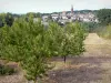 Paysages du Tarn-et-Garonne - Verger en premier plan avec vue sur le village de Montricoux