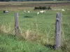 Paysages du Val-d'Oise - Parc Naturel Régional du Vexin Français : clôture en premier plan et vaches dans un pré