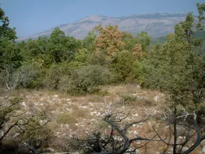 Paysages du Var intérieur - Branches d'arbres en premier plan, végétation, arbustes, arbres et montagne de Malay en arrière-plan