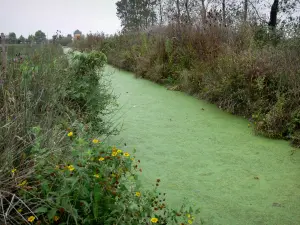 Paysages de Vendée - Marais poitevin : conche (petit canal) bordée de fleurs sauvages et de végétation