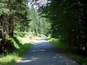 Paysages des Vosges - Route dans une forêt des Vosges