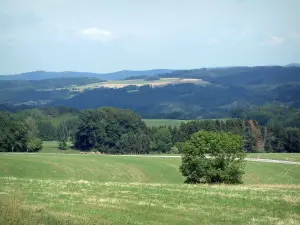 Paysages des Vosges - Pâturages, arbres et forêts